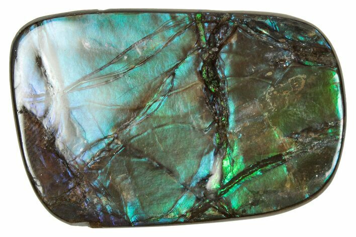 Flashy Ammolite (Fossil Ammonite Shell) - Greens & Blues #357633